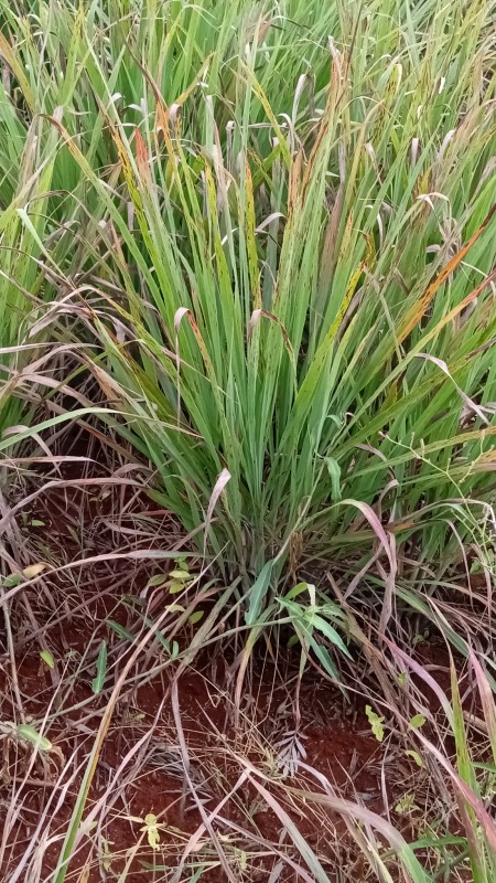 Organic lemon grass from Kenya